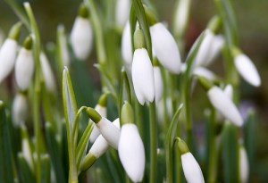 snowdrop-flower-5